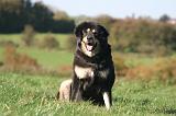 DOGUE DU TIBET 661